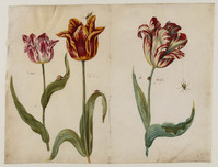 T 083a
<br/>
Drie tulpen
<br/>
<em>Marrel, Jacob (1614-1681)</em>